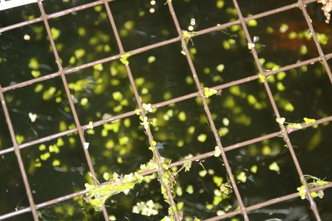 [画像:3ff81125-s.jpg]