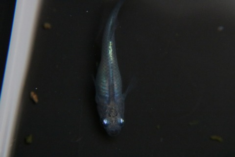 [画像:40201044-s.jpg]