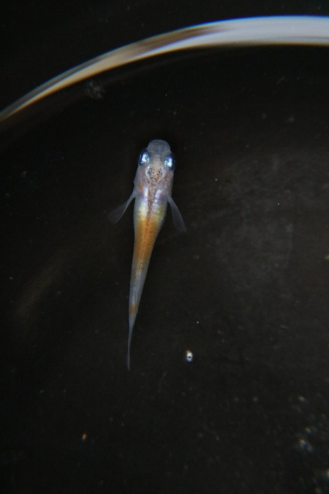 [画像:405aeebc-s.jpg]