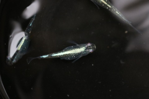 20180531171004_IMG_6028