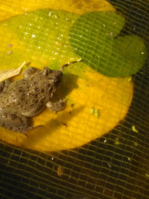 [画像:4153e640-s.jpg]