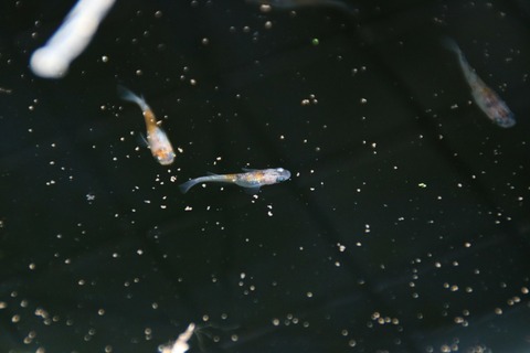 [画像:42c5f1e3-s.jpg]