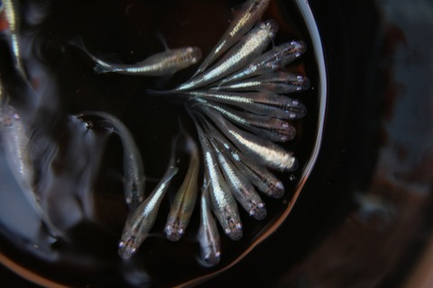 [画像:45c503e9-s.jpg]