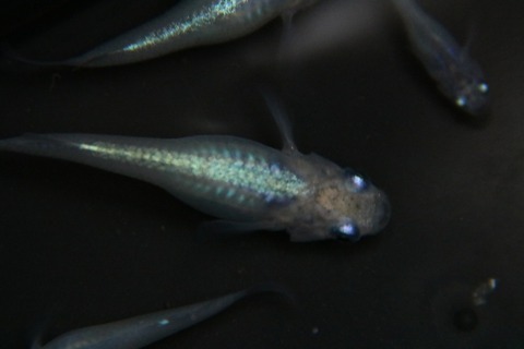 [画像:46b1ac42-s.jpg]