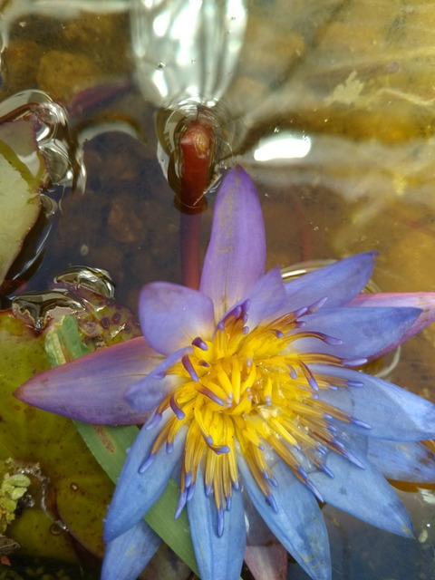 [画像:47a10cbb-s.jpg]