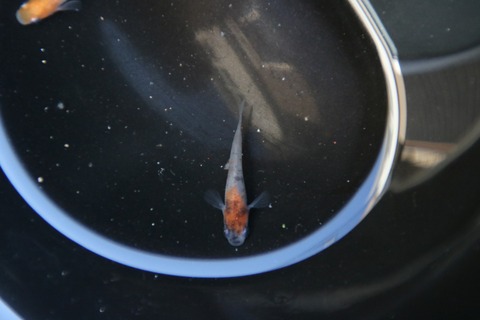 [画像:47cc6aaf-s.jpg]