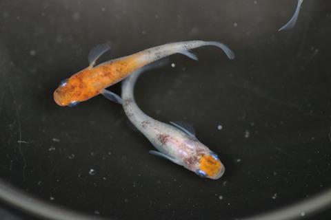 20190429124929_IMG_6680