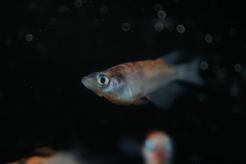 [画像:4b83235d-s.jpg]