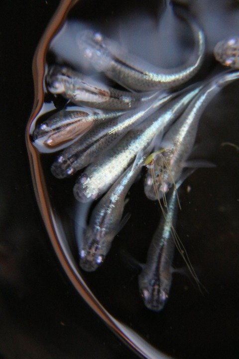 [画像:4d20ba7a-s.jpg]