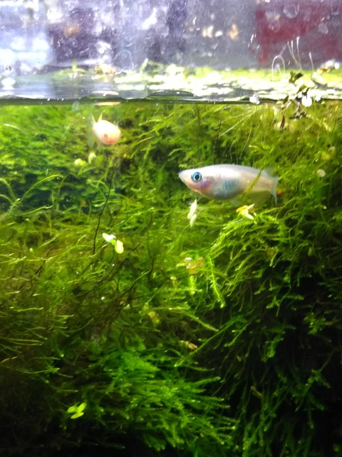 [画像:4de2841e-s.jpg]