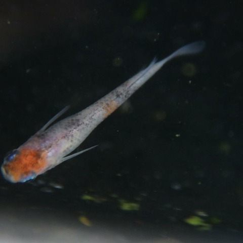 [画像:4f078ed7-s.jpg]