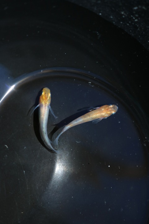 20180524094516_IMG_5918