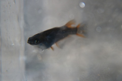 [画像:500b9cc2-s.jpg]