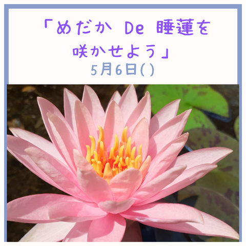「めだか De 睡蓮咲かせよう」_20250304_005959_0000