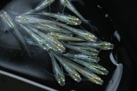 20200728185420_IMG_2077