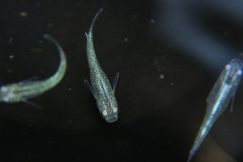 [画像:5219cee0-s.jpg]