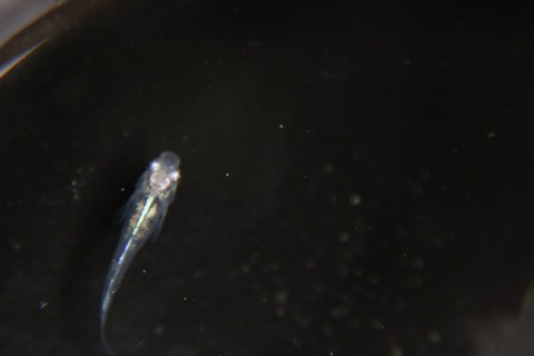 [画像:53b9c156-s.jpg]