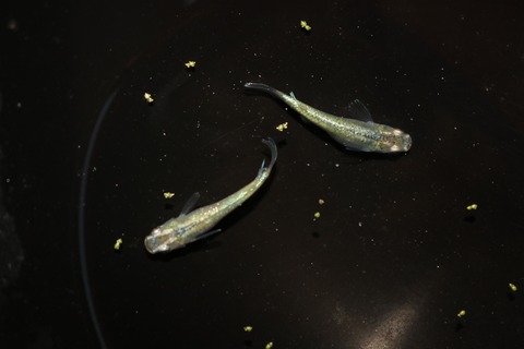 20180731185540_IMG_7702