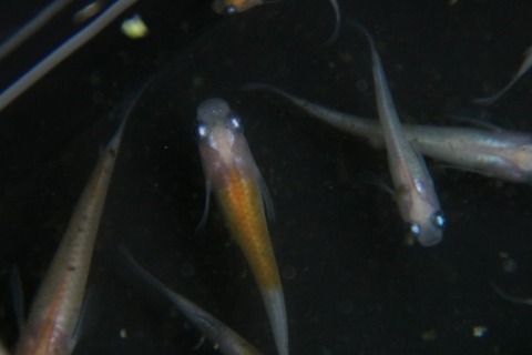 [画像:566a25ed-s.jpg]