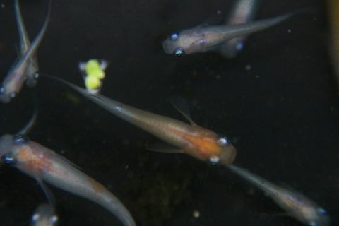 [画像:596bdf1b-s.jpg]