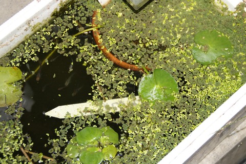 [画像:5a9837fc-s.jpg]