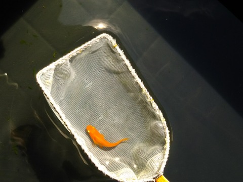 [画像:5aa9a5d1-s.jpg]