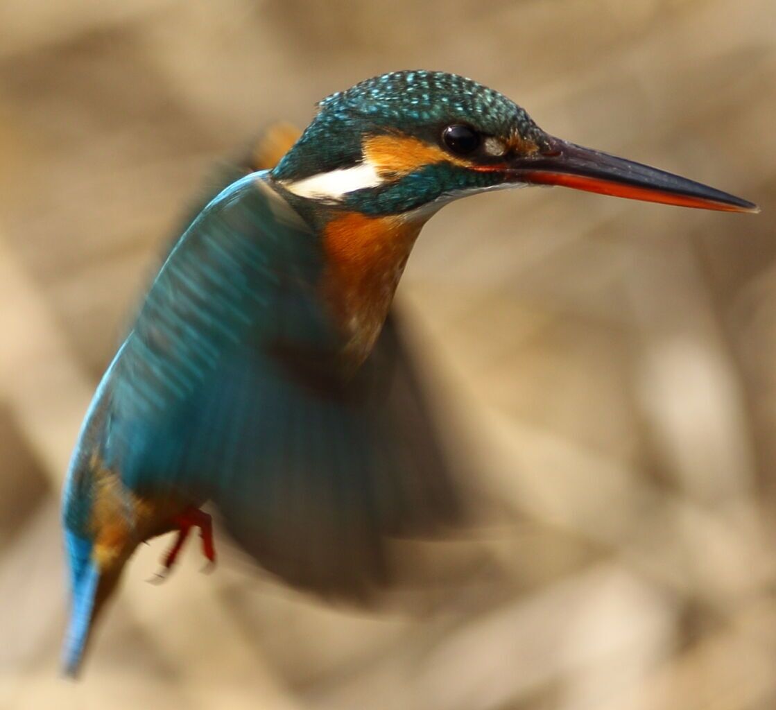 めだかには害鳥注意と対策 O O カワセミが庭にキタ 凸凹めだか凸凹の正直しんどい めだかには害鳥注意と対策 O O カワセミが庭にキタ 凸凹めだか凸凹の正直しんどい