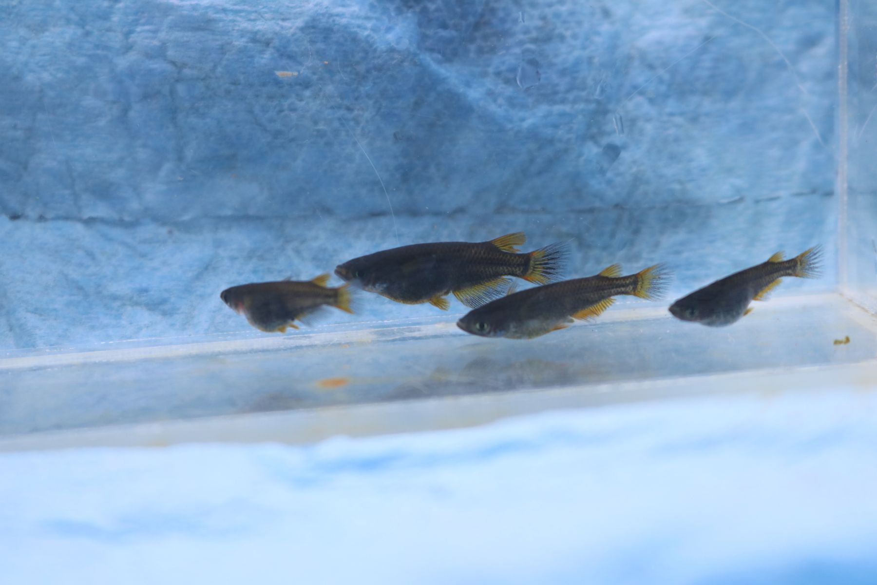 めだか販売会 めだかの輪 オークション凸凹出品魚紹介 凸凹めだか凸凹 めだか販売会 めだかの輪 オークション凸凹出品魚紹介 凸凹めだか凸凹