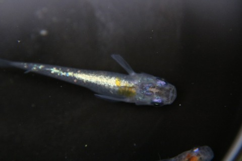 [画像:5f7a409d-s.jpg]