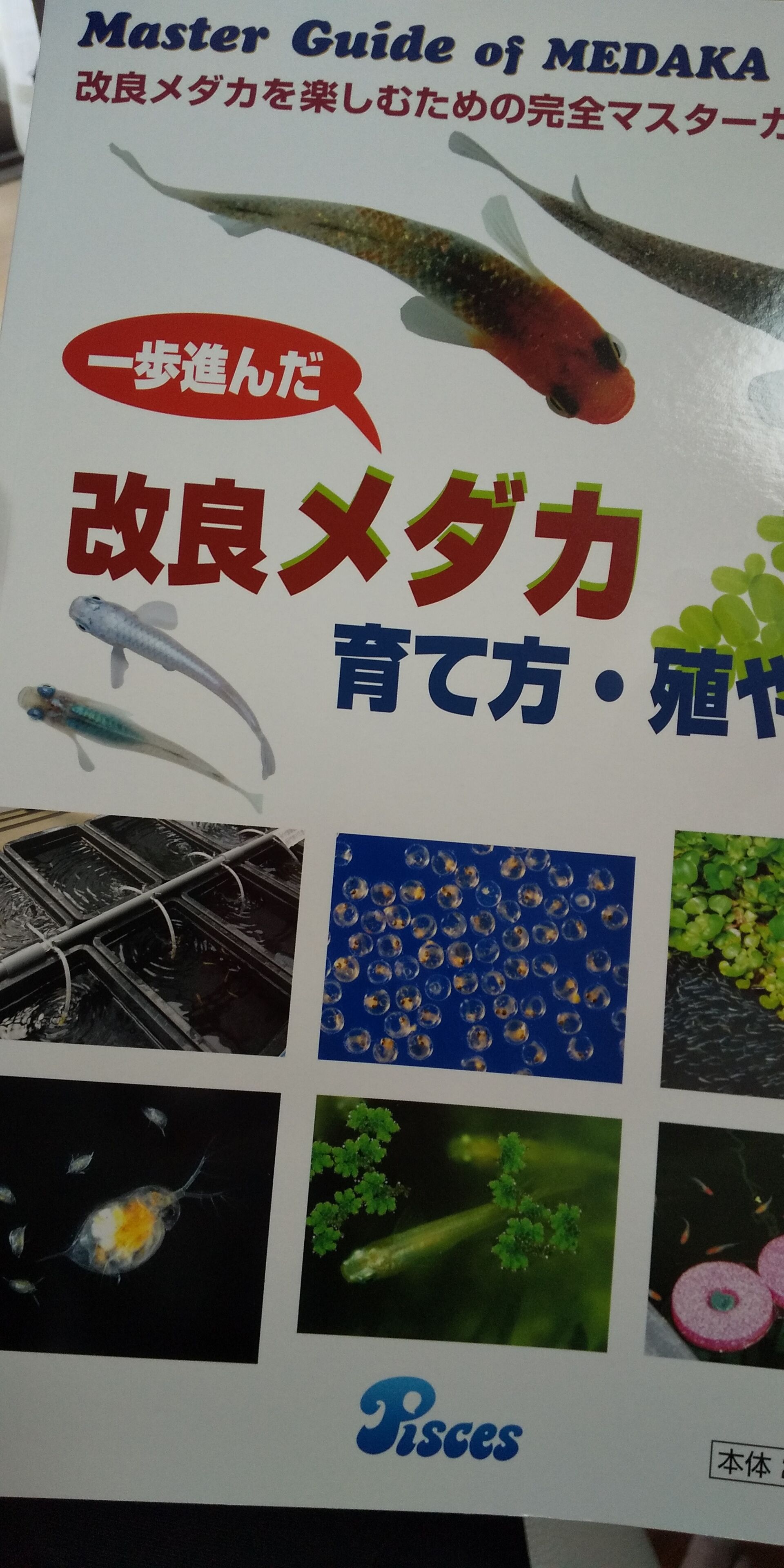 一歩進んだ改良メダカ育て方 殖やし方 発売 害鳥の部分見て 見て 凸凹めだか凸凹 一歩進んだ改良メダカ育て方 殖やし方 発売 害鳥の部分見て 見て 凸凹めだか凸凹