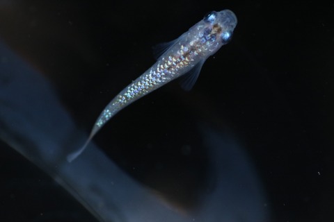 20200928173247_IMG_3674