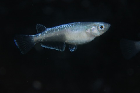 [画像:6236be84-s.jpg]