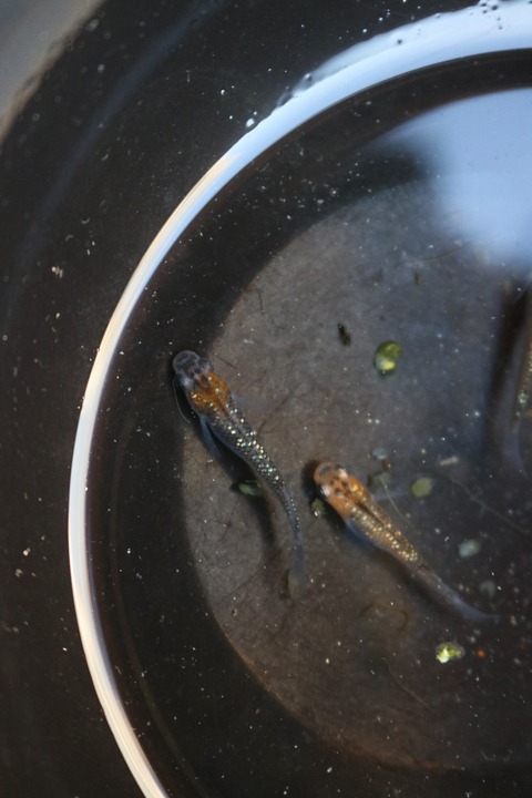 20180323173247_IMG_4072