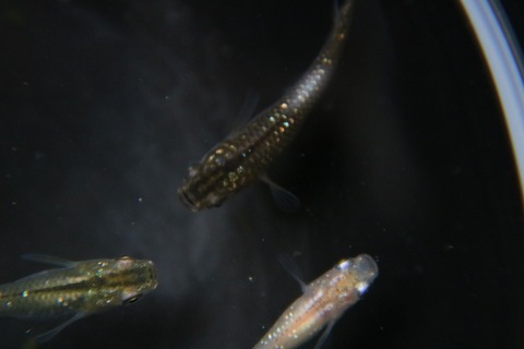 [画像:63a21970-s.jpg]