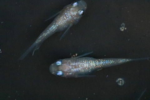 20240521182728_1V5A6227