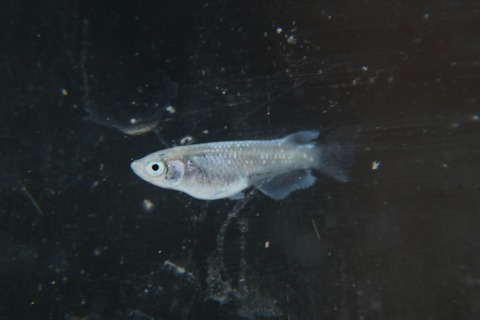 [画像:661707d1-s.jpg]