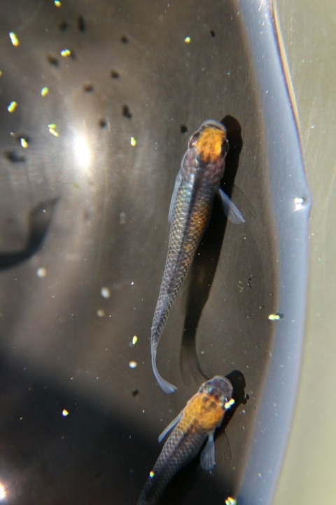 [画像:6671ea55-s.jpg]