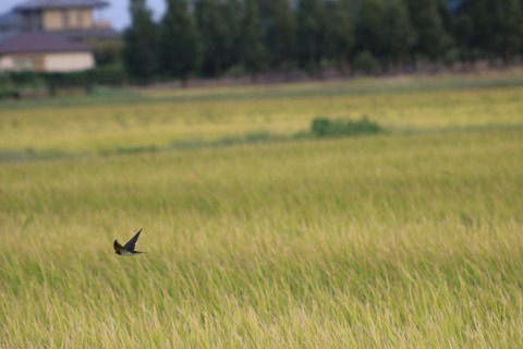 [画像:66a642d4-s.jpg]