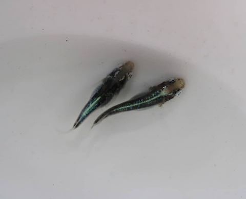 IMG_20200908_040154_191