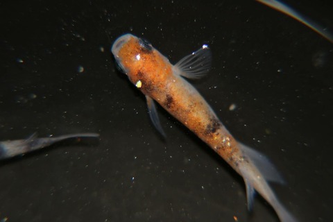 [画像:67c28642-s.jpg]