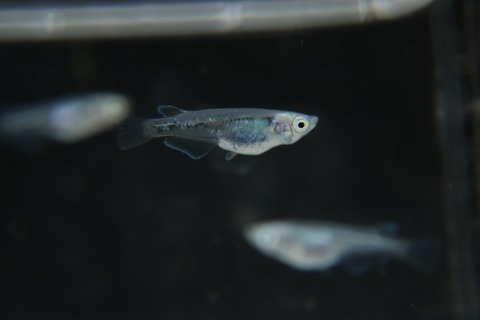 [画像:6877d648-s.jpg]