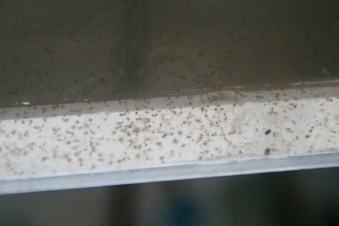 [画像:69fa214c-s.jpg]