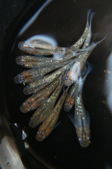 [画像:6a0393a6-s.jpg]