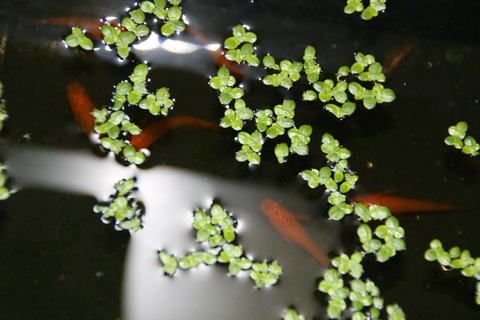 [画像:6ad3a28d-s.jpg]