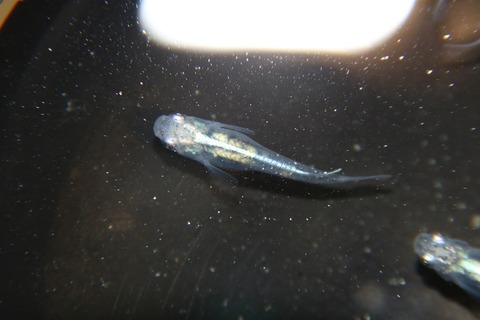 [画像:6b13ab3b-s.jpg]