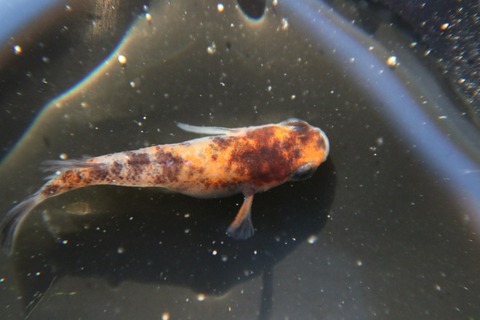 [画像:6b2425ae-s.jpg]