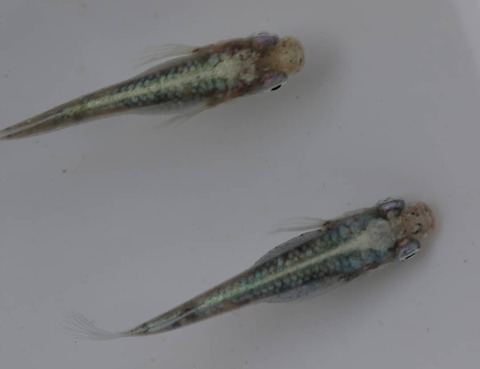 IMG_20200316_053737_704