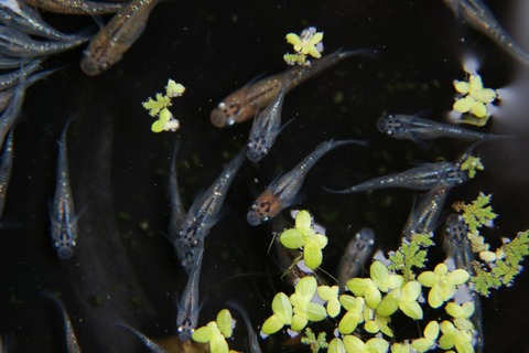 [画像:6bc7b958-s.jpg]