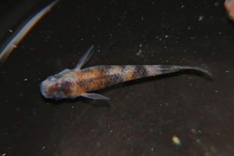 [画像:6cc782eb-s.jpg]