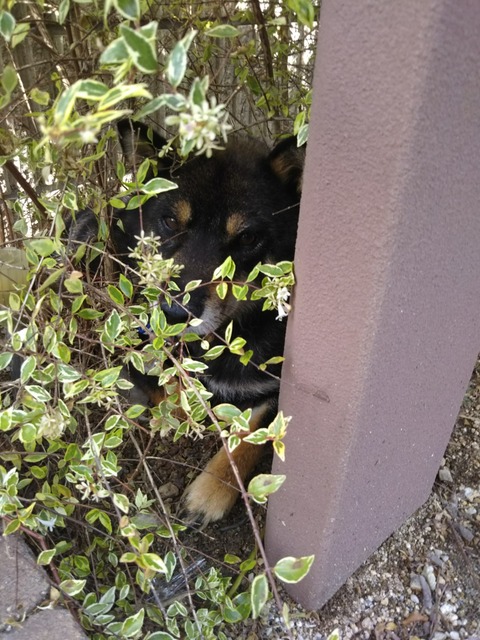 [画像:6cd44cc9-s.jpg]